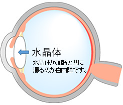 水晶体