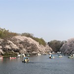 お花見@井の頭公園