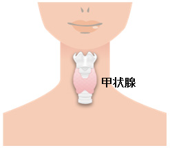 甲状腺